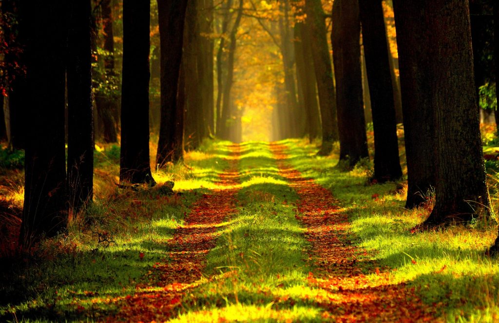 Dirt road lined with trees